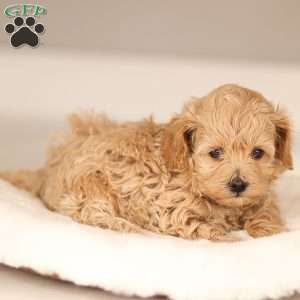 Allie, Maltipoo Puppy